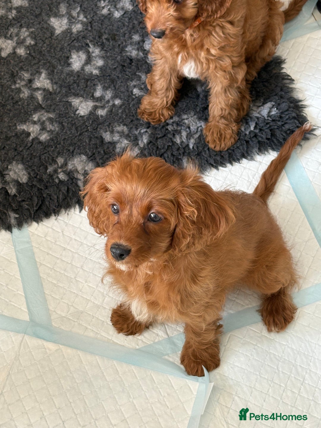 Cavapoo dogs for sale: Last pup left! F1 Cavapoo boy - Image 5
