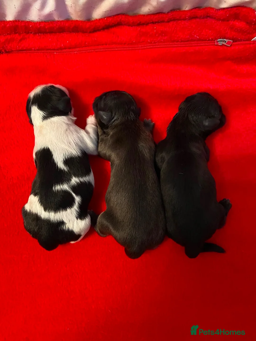 Shih Tzu dogs for stud: 💙BAD BOY BLUE💙 For stud - Advert 2