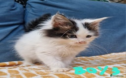 Mixed Breed cats for sale: Sweet Maine Coon mix for sale - Image 13