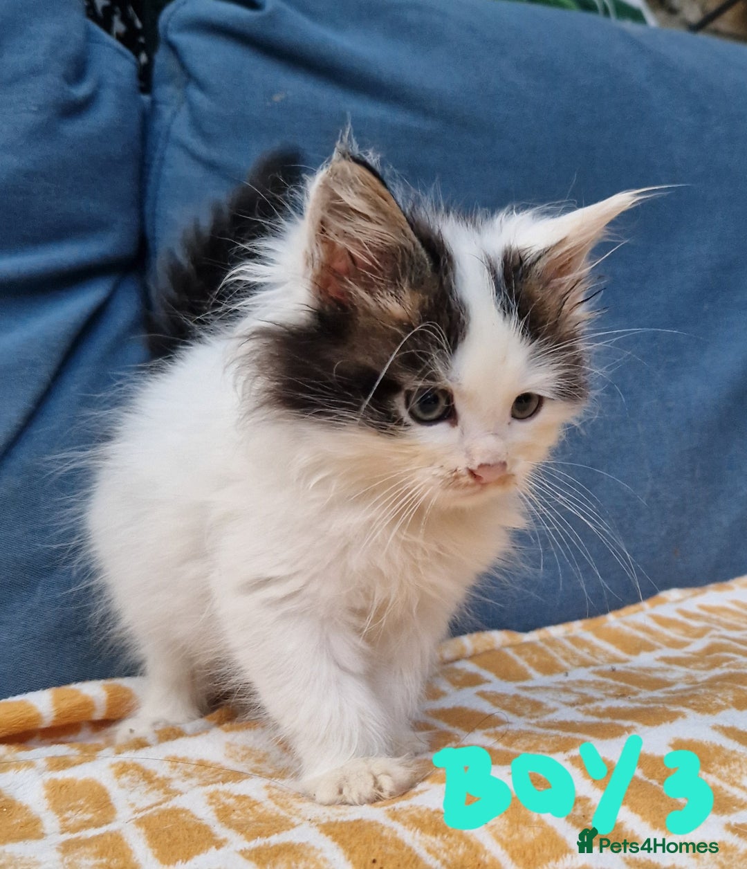 Mixed Breed cats for sale: Sweet Maine Coon mix for sale - Image 13