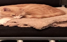 British Shorthair cats for sale: Two female cats - Image 1