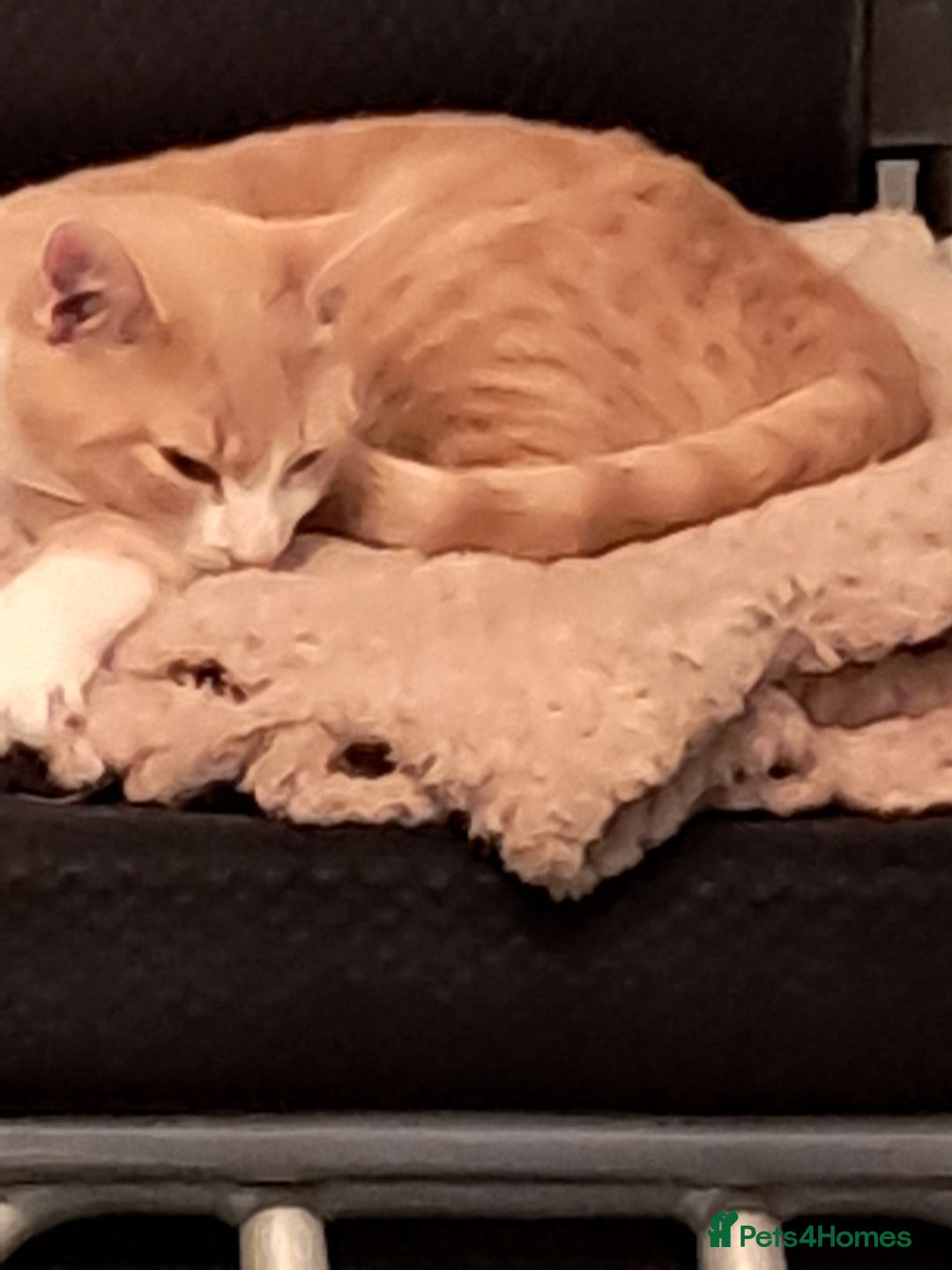 British Shorthair cats for sale: Two female cats - Image 1