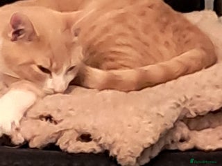 British Shorthair cats - Advert 1