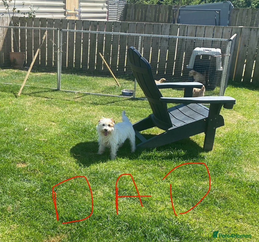 Jack Russell dogs for sale: Long/Broken coated Jack Russel - Image 10