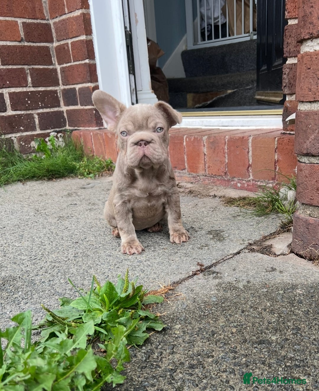 French Bulldog dogs for sale: 2 French bulldog pups.  1 boy & 1 girl.  - Image 8
