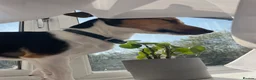 Jack Russell dogs for stud: Tri-coloured Jack Russell - For Stud - Zuko - Advert 12