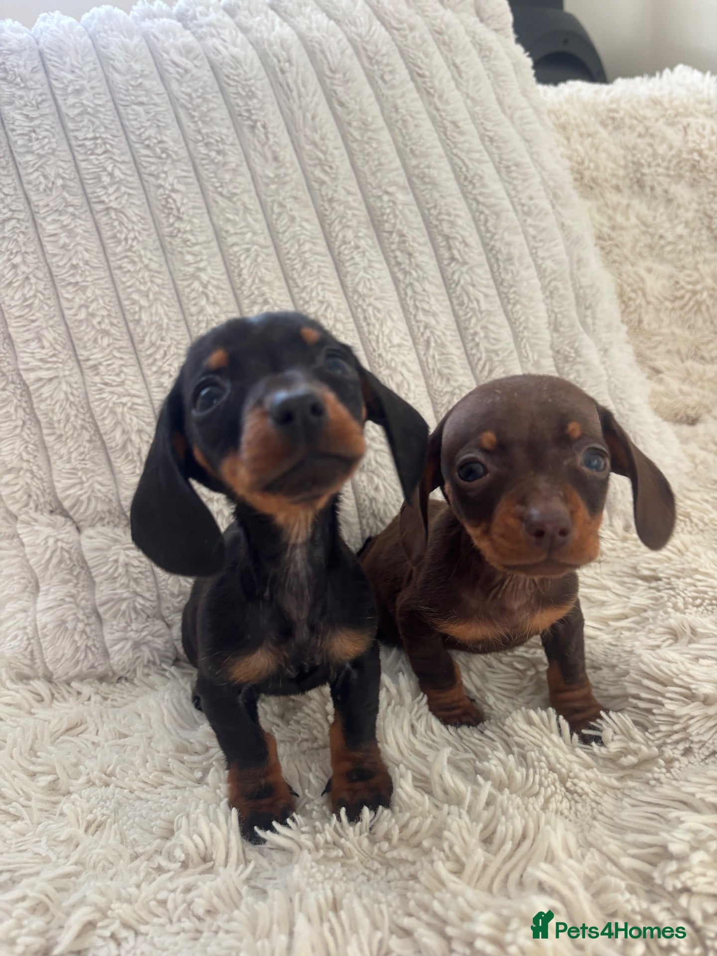 Miniature Dachshund dogs Dachshund puppies  - Advert 14