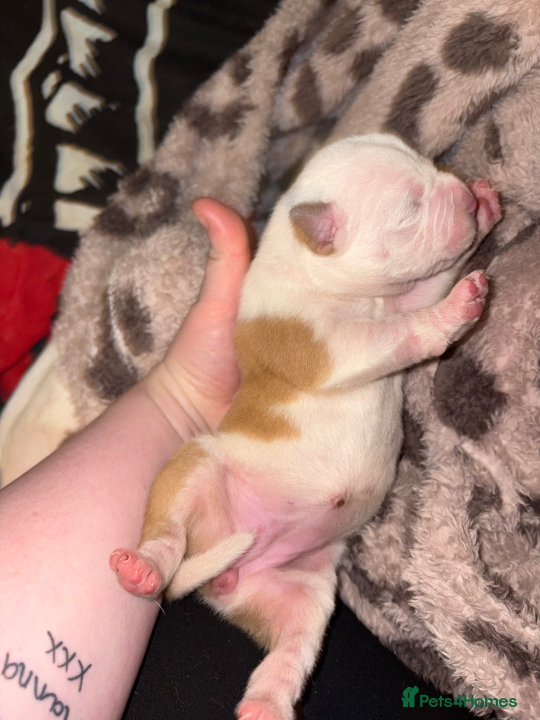 Mixed Breed dogs for sale: Staffy x American bulldog mixed breed  - Advert 8