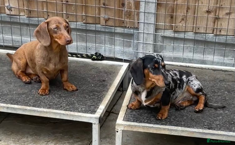 Miniature Dachshund dogs - Advert 4