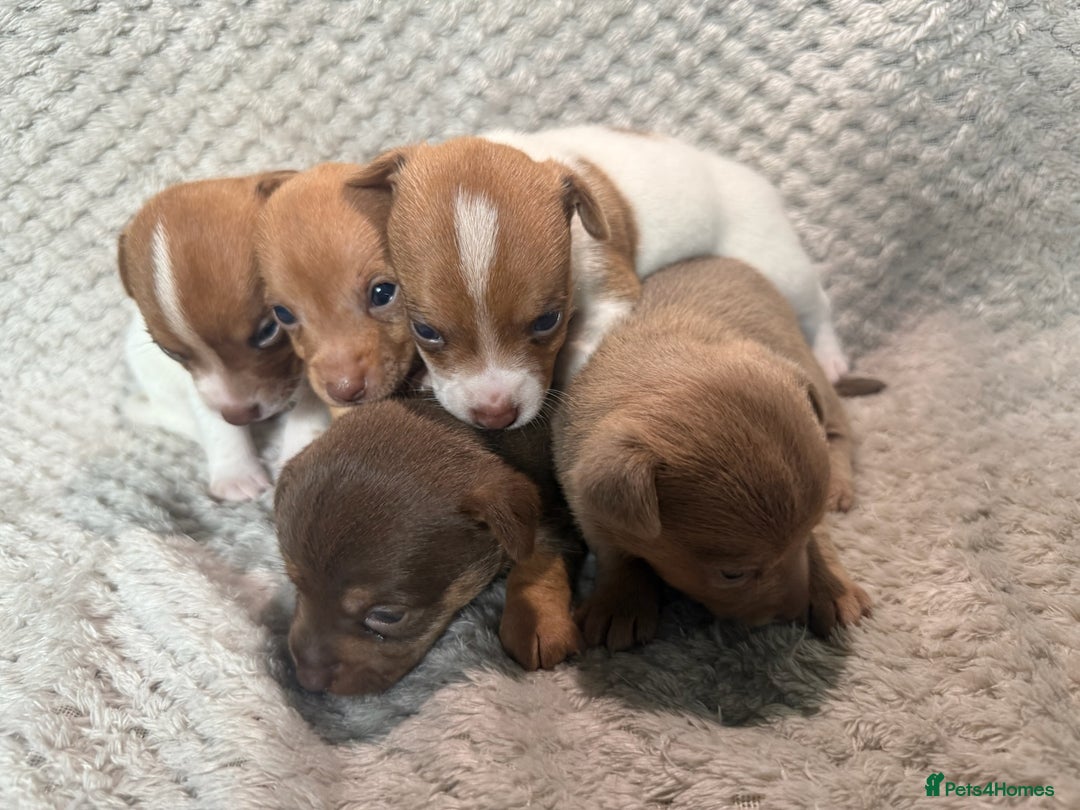 Jack Russell dogs for sale: Stunning litter of miniature Jack Russell puppies - Image 5