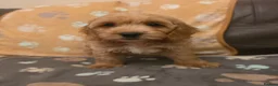 Cockapoo dogs for sale: READY NOW !! Stunning F1 female Cockapoo puppy  - Advert 4