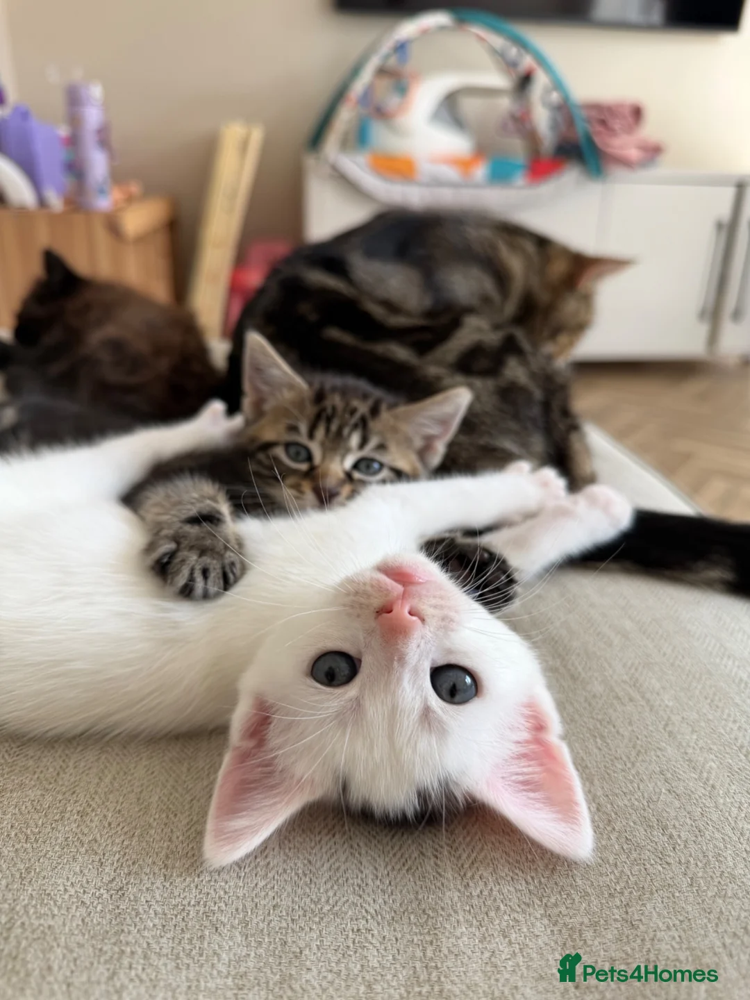 Domestic Shorthair cats for sale: Male Kittens Ready In TWO WEEKS - Advert 1