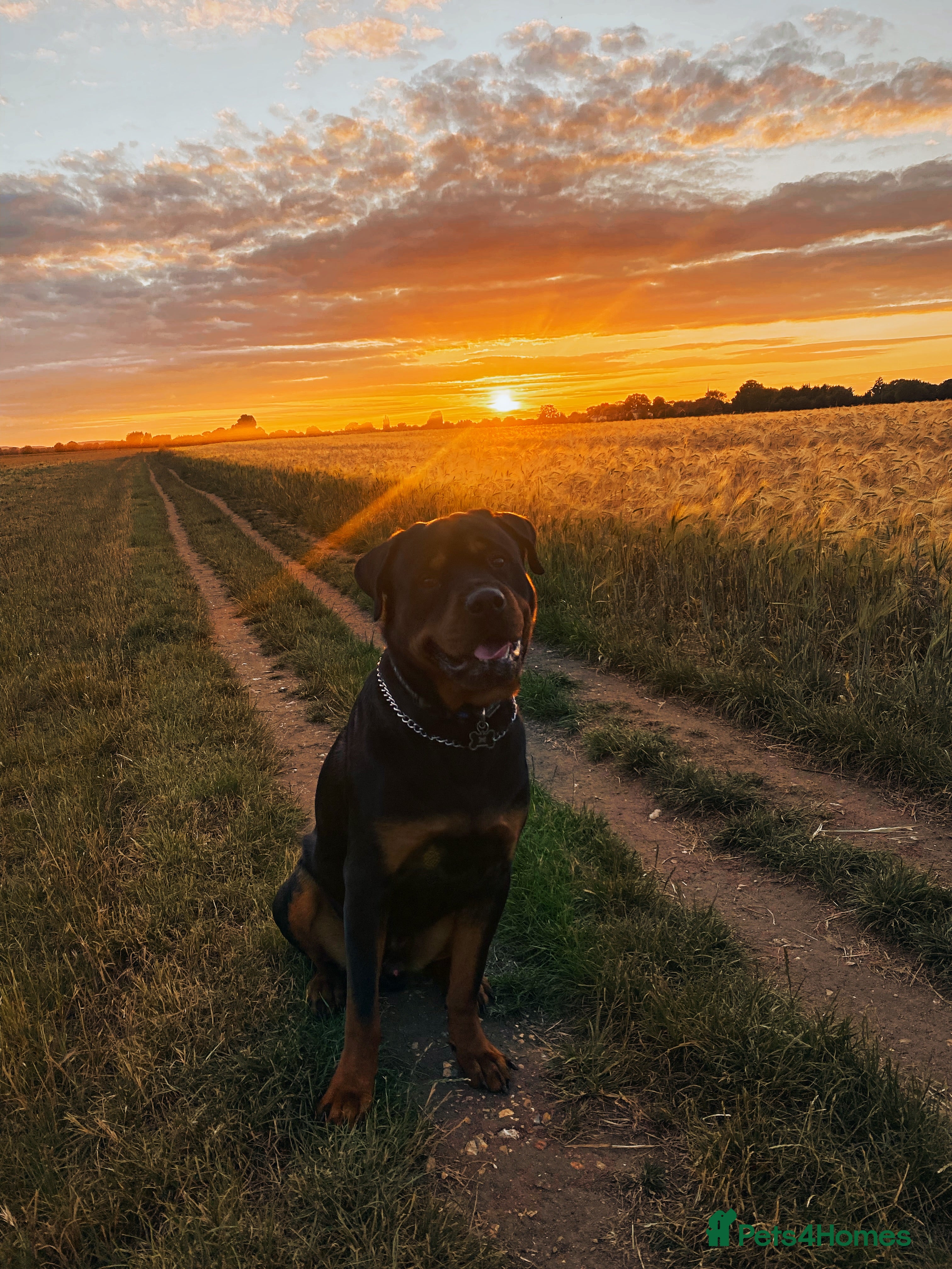 Rottweiler dogs Rottweiler for Stud in Camberley - Advert 2