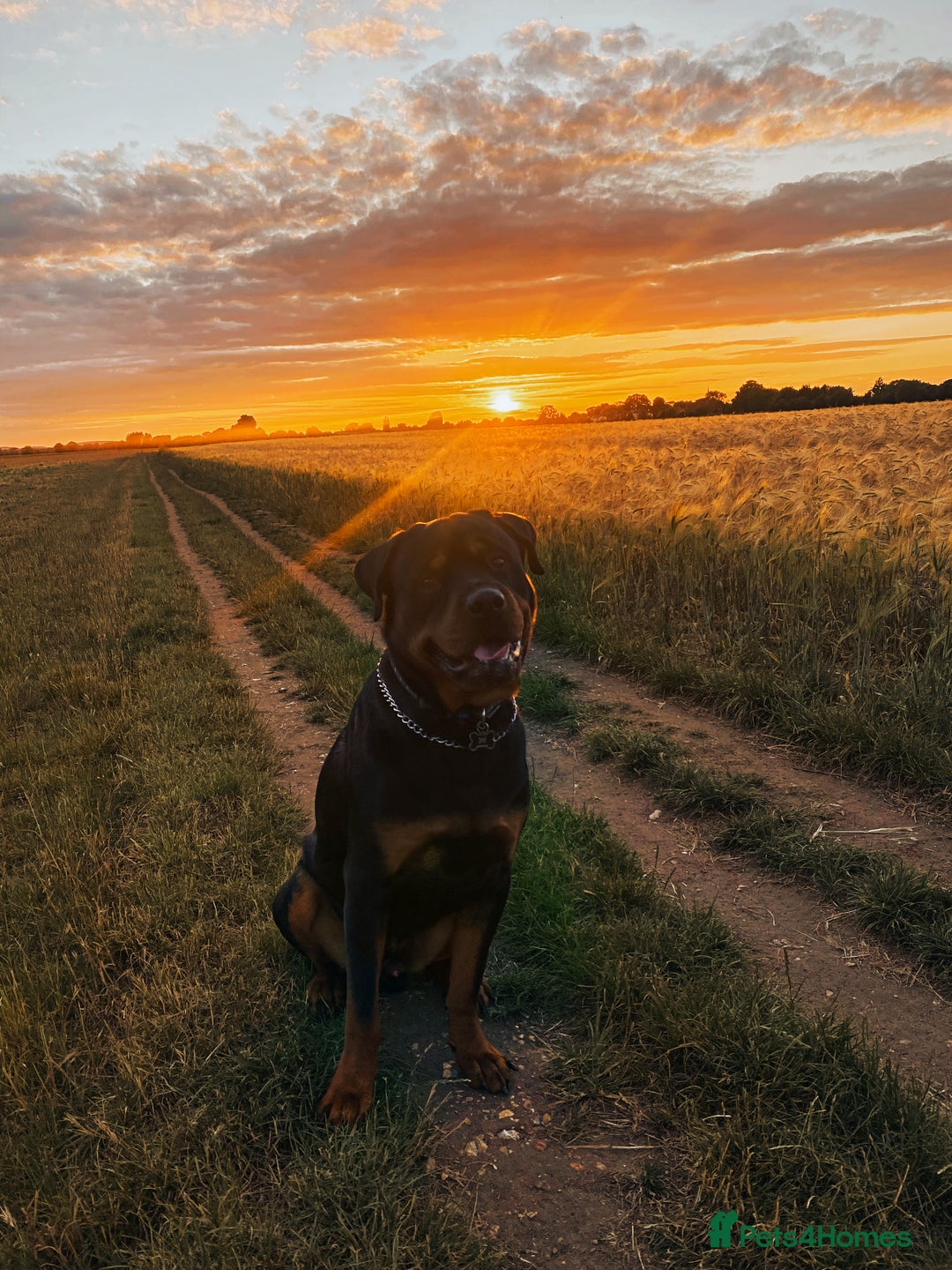 Rottweiler dogs for stud: Rottweiler for Stud in Camberley - Advert 1