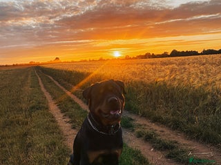 Rottweiler dogs Rottweiler for Stud in Camberley - Advert 2