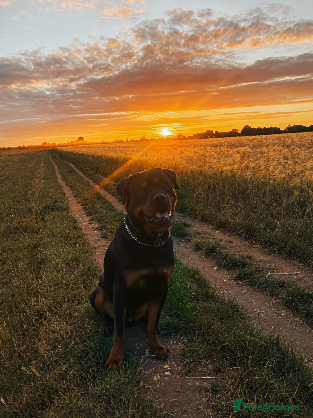 Rottweiler dogs for stud: Rottweiler for Stud in Camberley - Advert 1
