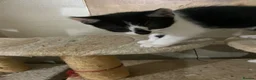 Scottish Fold cats for sale: Scottish fold cross for sale  - Advert 16