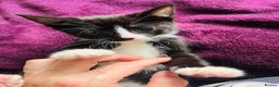 Mixed Breed cats for sale: Beautiful kitten ready to go to new home - Advert 6