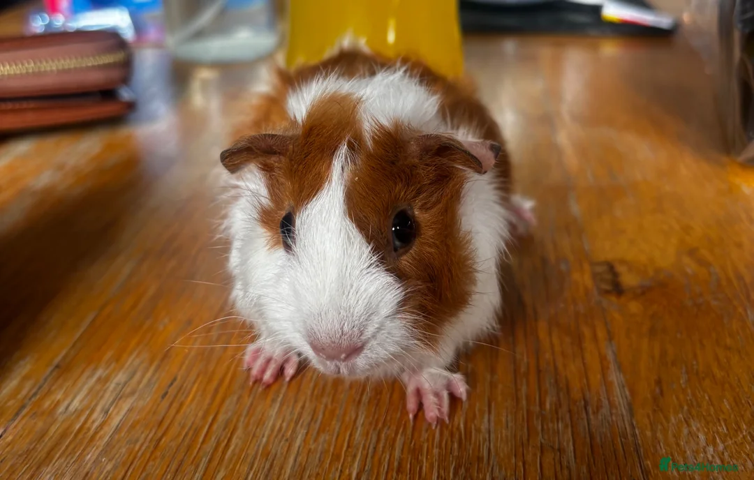 Guinea Pig rodents for sale: 2 beautiful boys  - Advert 1