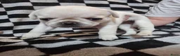 Pug dogs for sale: Kc registered Pug puppies  - Advert 3