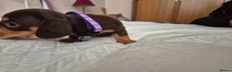 Dachshund dogs for sale: Smooth Haired Dachshund puppies - Advert 34
