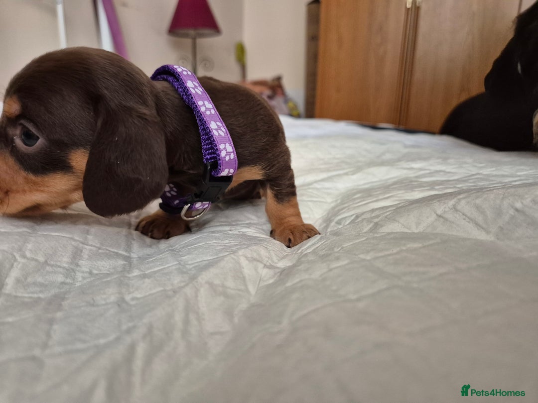 Dachshund dogs for sale: Smooth Haired Dachshund puppies - Advert 34