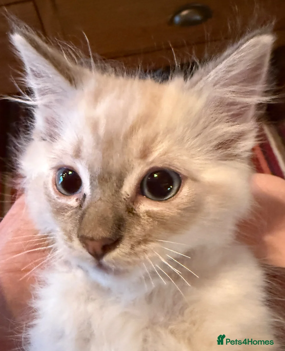Ragdoll cats for sale: Ready Now Ragdoll Kittens - Advert 1