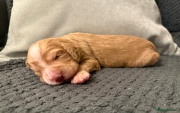 Cocker Spaniel dogs for sale: Gorgeous KC Working Cockers - Image 9