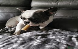 French Bulldog dogs for sale: 4 year old male french bulldog - Image 2