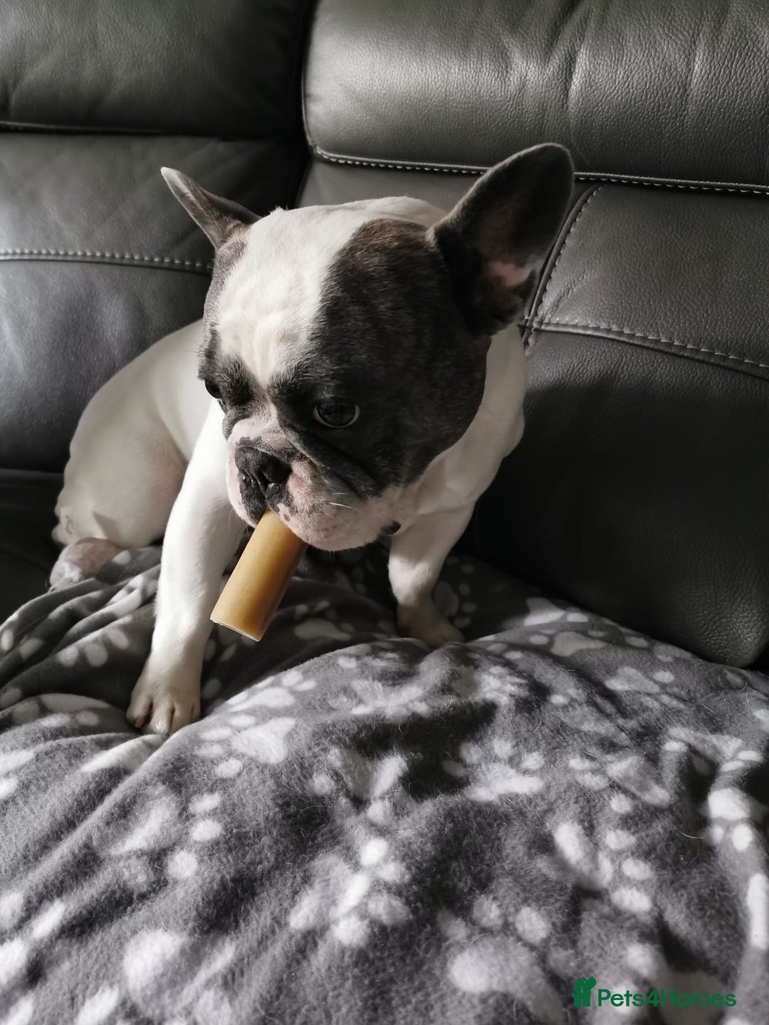 French Bulldog dogs for sale: 4 year old male french bulldog - Image 2