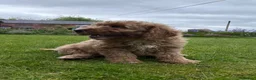Cockapoo dogs for sale: Cockapoo Puppies!! 🐶  - Advert 12