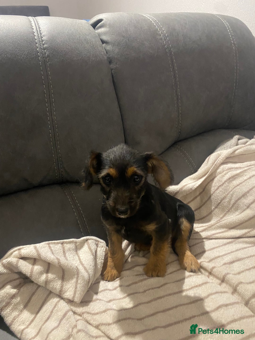 Jackapoo dogs for sale: Beautiful Jackapoo Puppy Black and Tan  - Image 3