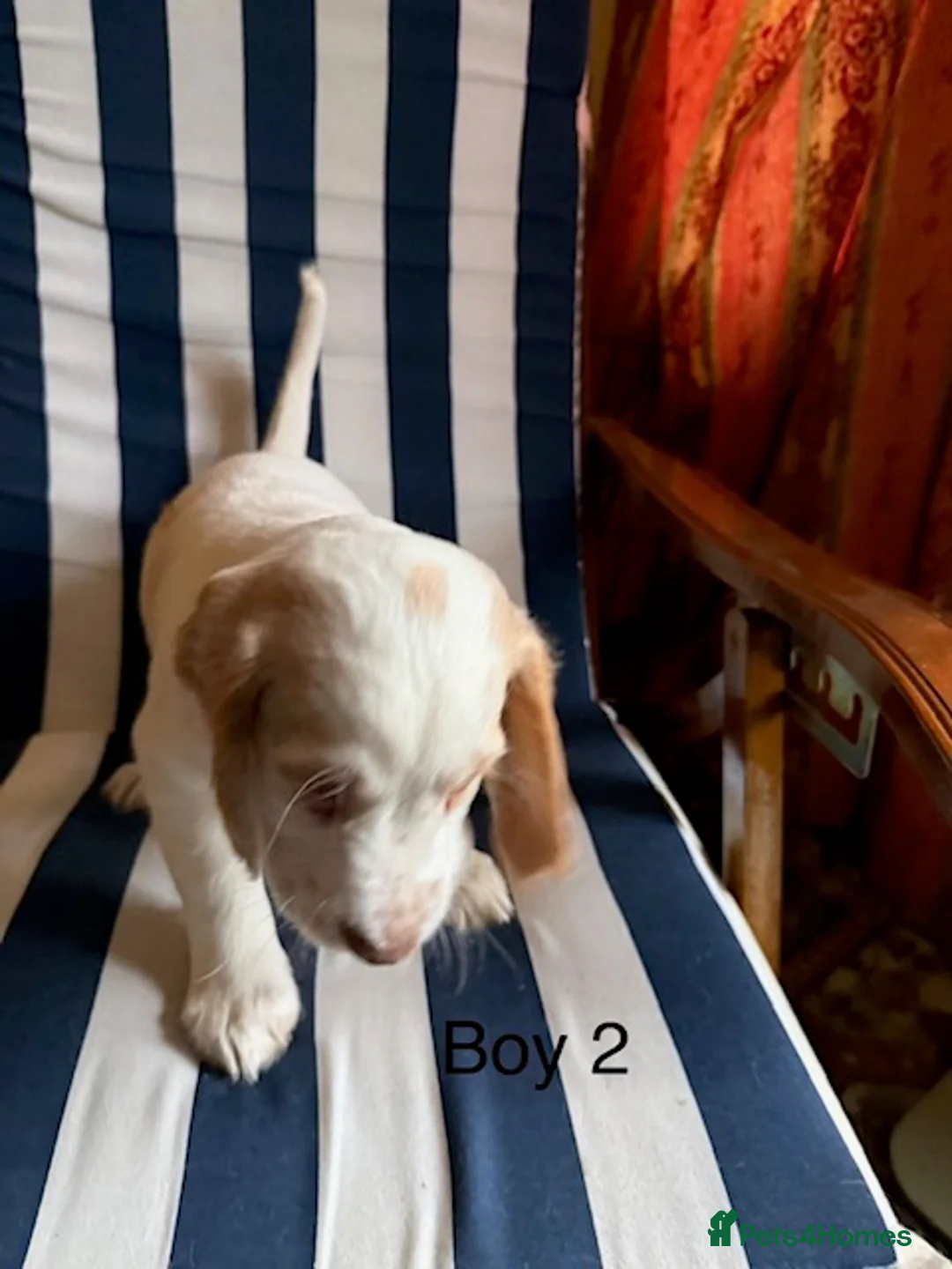 English Springer Spaniel dogs for sale: Springer Spaniel Puppies - Advert 13