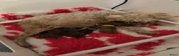 Schnauzer dogs for sale: Asian Toy & Mini Schnauzer’s First In UK in Stevenage - Advert 10