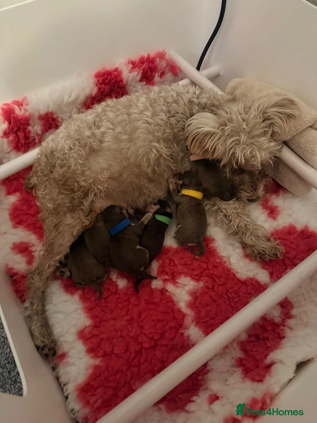Schnauzer dogs for sale: Asian Toy & Mini Schnauzer’s First In UK in Stevenage - Advert 10