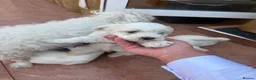 Bichon Frise dogs for sale: 5 bichons frise for sale - Advert 10