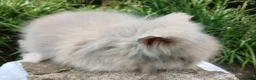 Lionhead rabbits for sale: Stunning DM lionhead baby rabbits - Advert 5
