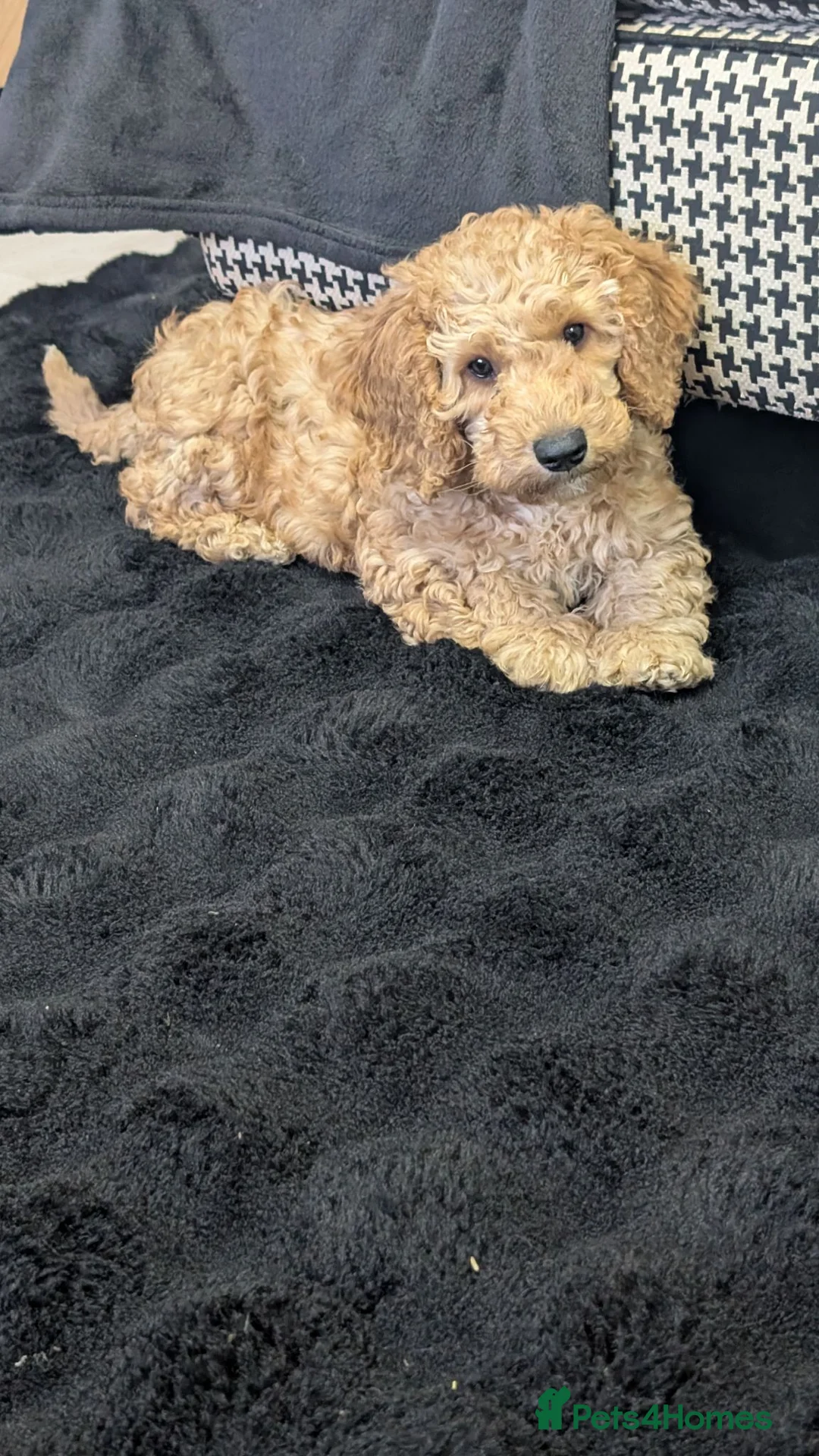 Cavapoochon dogs for sale: Adorable Cavapoochon Male Puppy  in Leicester - Advert 1