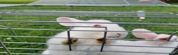 New Zealand rabbits for sale: New Zealand White rabbits (6 weeks old) - Advert 3