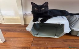 Bombay cats for sale: One Bombay 6m/o and two Calico 14m/o - Image 2