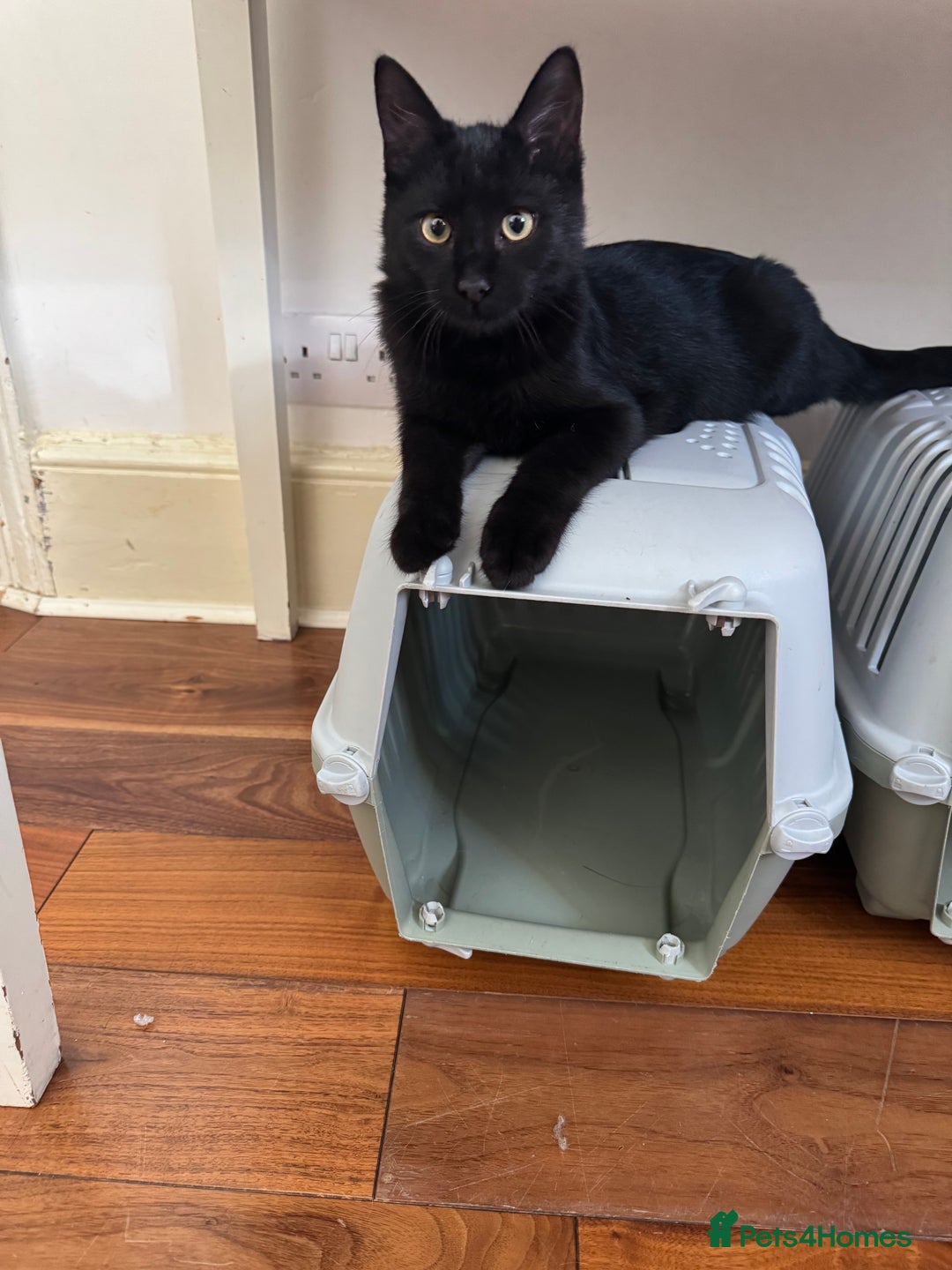 Bombay cats for sale: One Bombay 6m/o and two Calico 14m/o - Image 2
