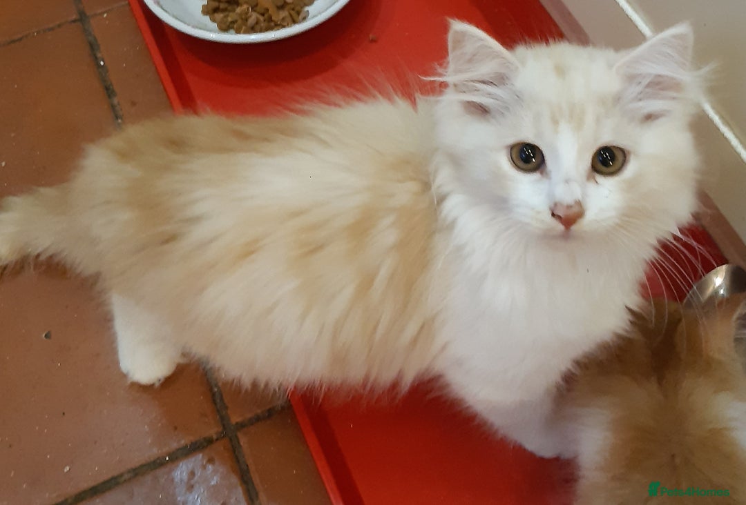 Siberian cats for sale: Three Beautiful Blond Siberian Kittens - Image 5