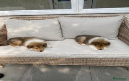 Rough Collie dogs for sale: ROUGH COLLIE SABLE AND WHITE PUPPIES - Image 25