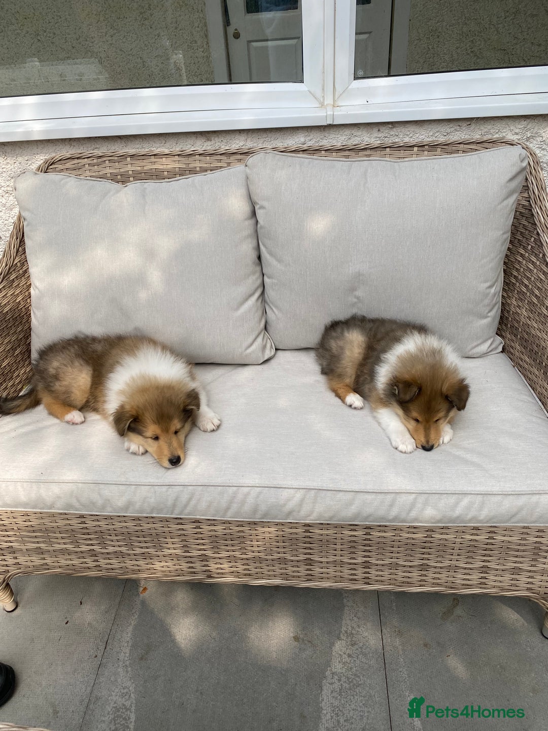 Rough Collie dogs for sale: ROUGH COLLIE SABLE AND WHITE PUPPIES - Image 25