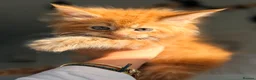 Maine Coon cats for sale: Registered Maine Coon kittens - Advert 2