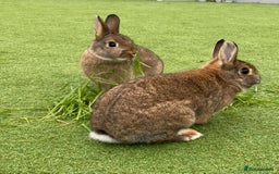 Mixed Breed rabbits for sale: 2 rabbits need a new loving home  - Advert 2