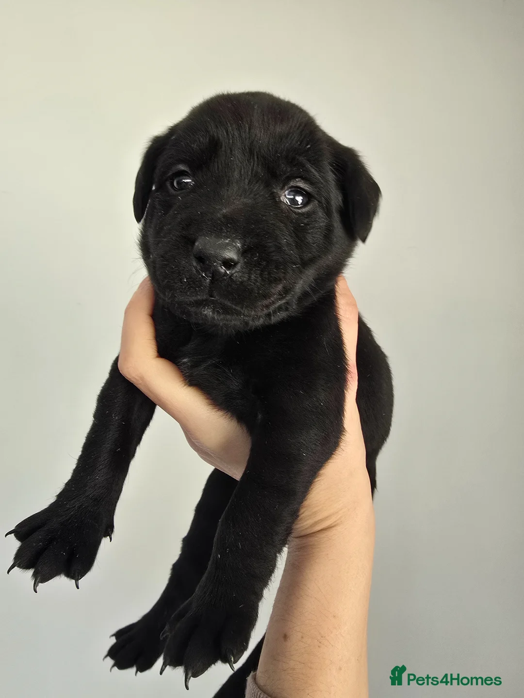 Labrador Retriever dogs for sale: 8 beautiful black labrador puppies - Advert 1