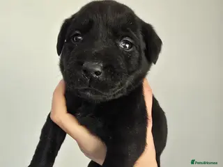 Labrador Retriever dogs 8 beautiful black labrador puppies - Advert 12