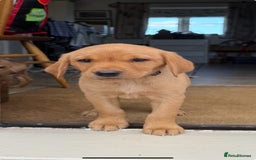Labrador Retriever dogs for sale: 11 Exceptional Labrador Puppies - Image 8