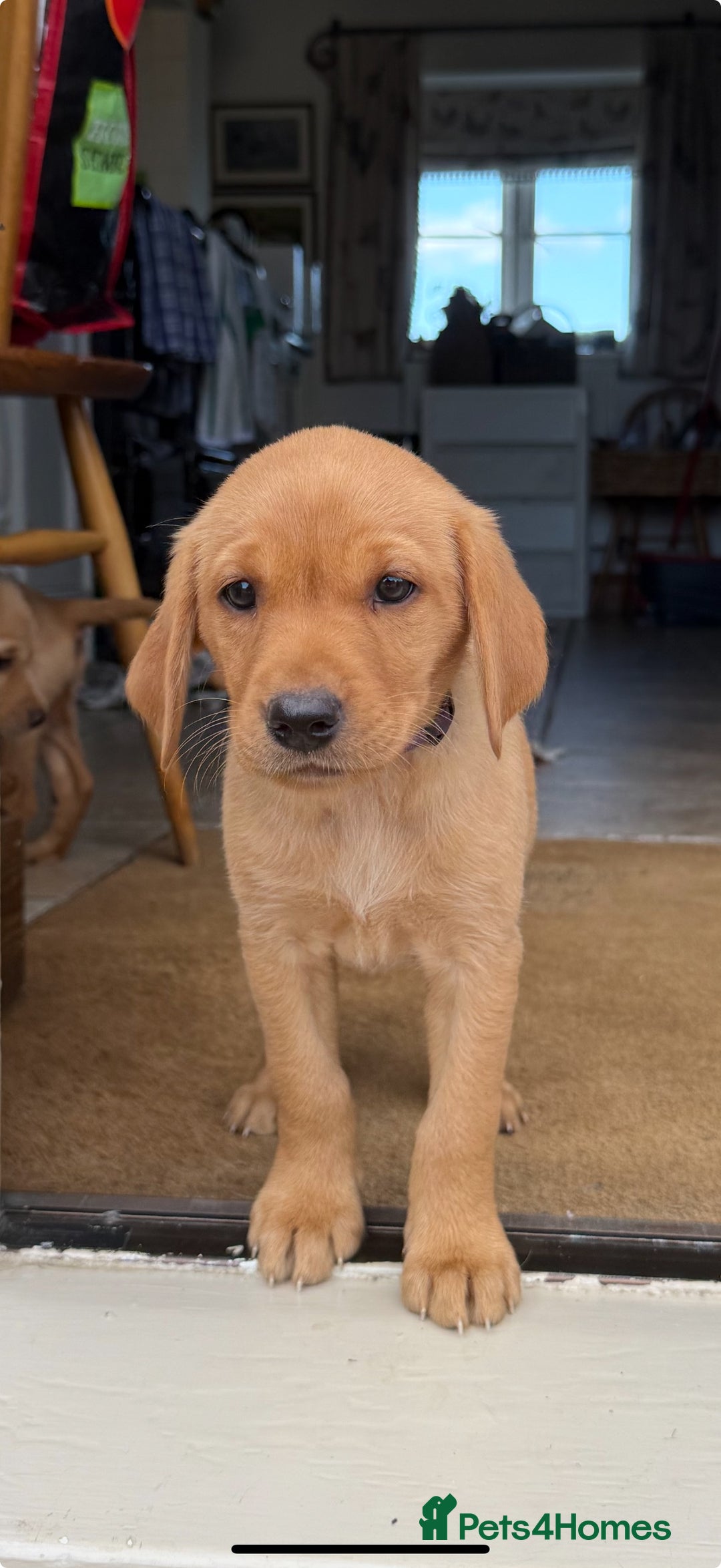 Labrador Retriever dogs for sale: 11 Exceptional Labrador Puppies - Image 8